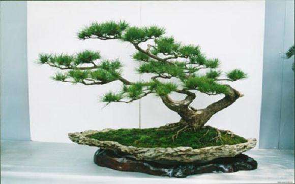 五针松盆景的浇水和整形