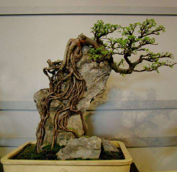 怎样养护梅花盆景