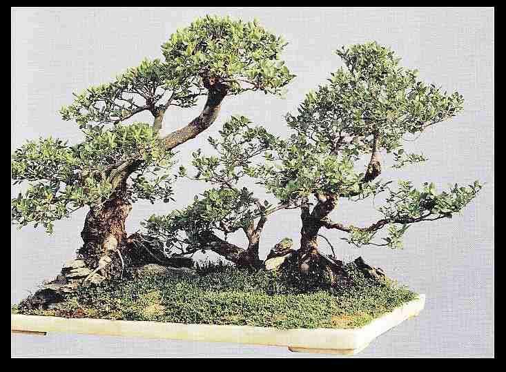 中国盆景流派——京派