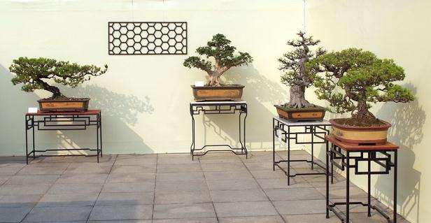 中国盆景流派&mdash;&mdash;闽派