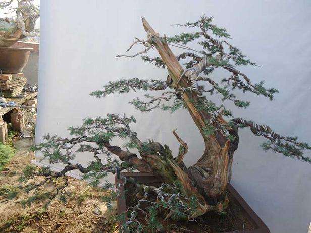 树桩盆景剪枝的4种方法