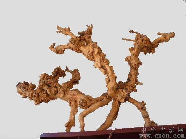 陕西安康首届花卉盆景奇石根艺展开幕