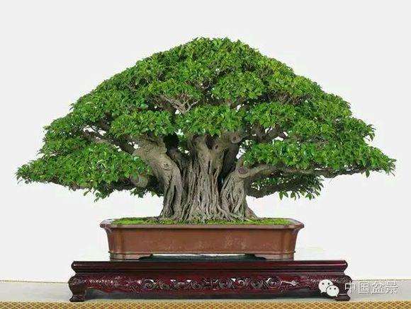 福鼎市花木盆景协会举办盆量根艺精品展