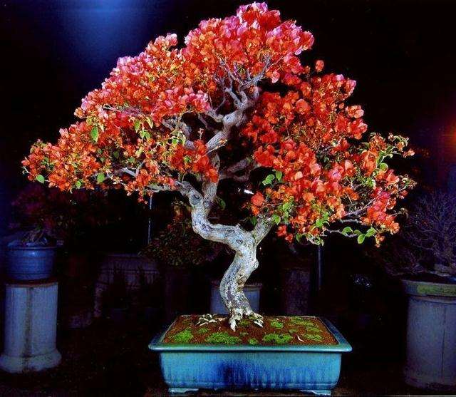 三角花怎样繁殖?如何加工造型?