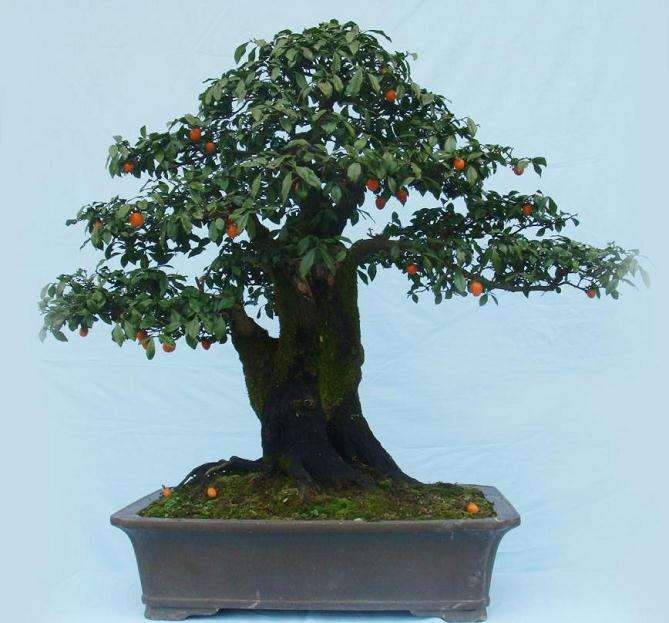 我养的金弹子盆景叶背面也有黑斑,最后枯落,如何防治?