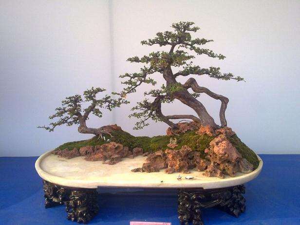 北京盆景协会于2000年11月成立小菊盆景委员会