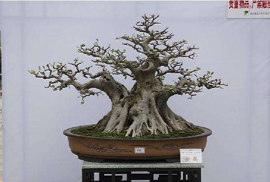 北京盆景协会组织金秋采石活动