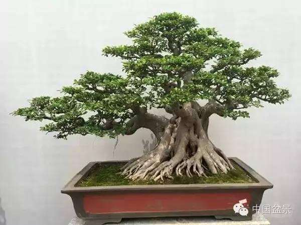 韶钢建设公司举办盆景展览