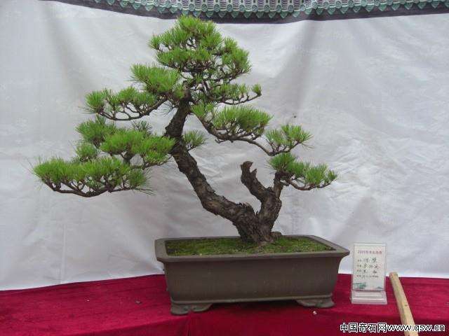 柳州首届添发盆景大赛举行