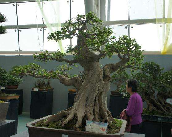 柳州市近期又组织编制了《山水景观专题规划(盆景风貌研究)》