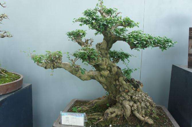 意形结合打造“柳州大盆景”