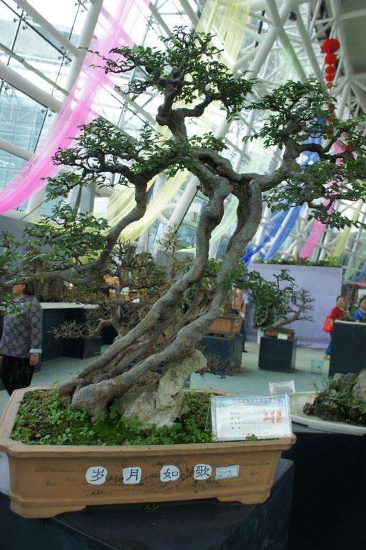 打造柳州山水型盆景城市