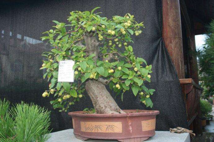 连云港盆景爱好者举办联谊活动