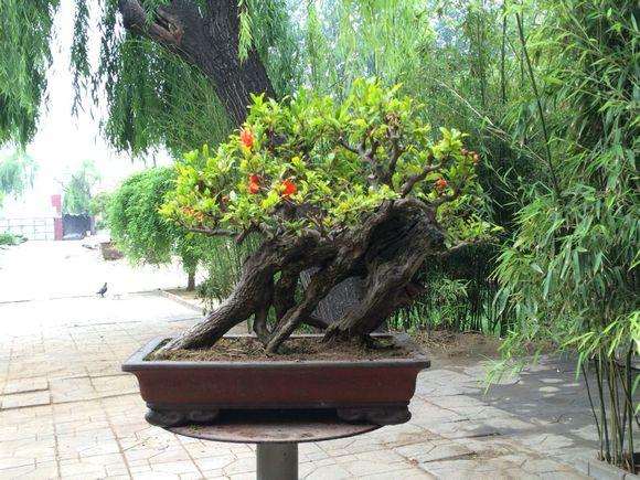 阳台种养盆景如何度过夏季？