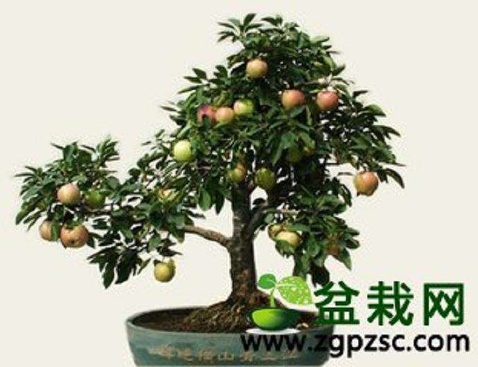 盆景新组合——芭蕾苹果与红叶乐园共树