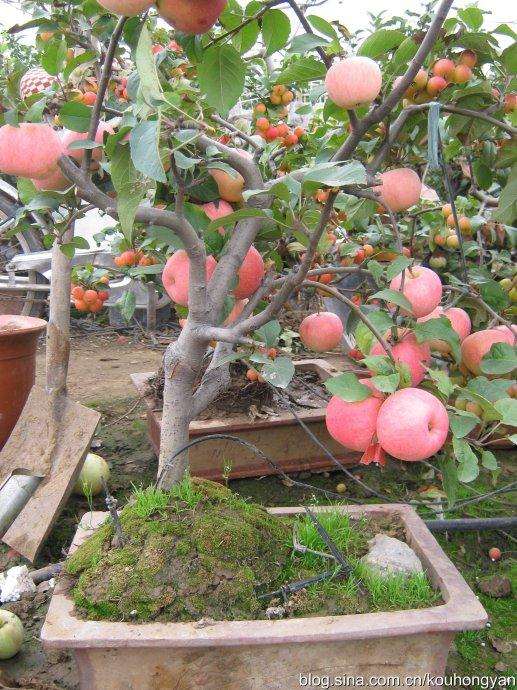 庭院盆景苹果树栽培技术