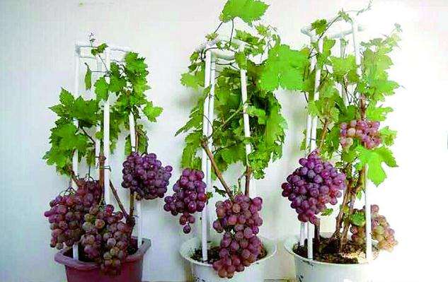 葡萄盆景的育苗技术可采用压条法和扦插法