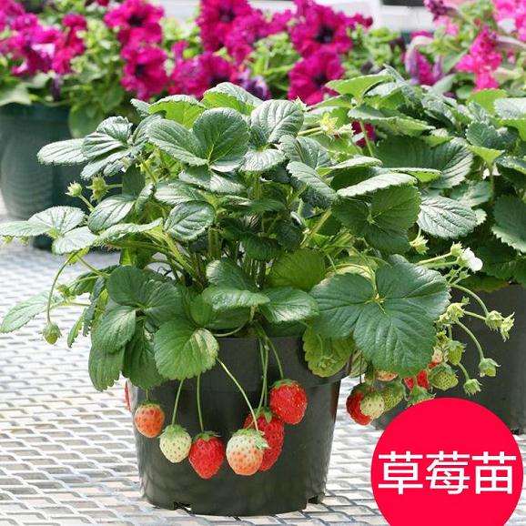 草莓当盆景30元一盆