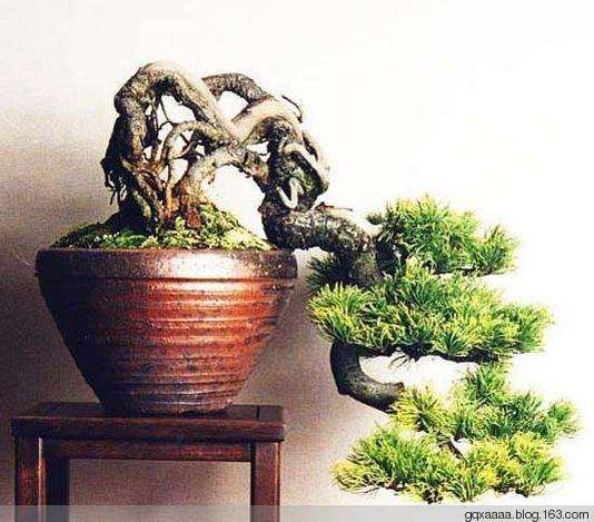 人工扦插树桩盆景怎样缩短成型时间？