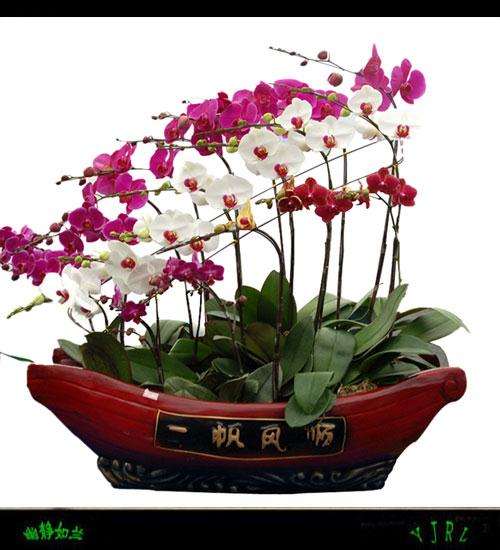 合理浇水是兰花盆景成活与否的关键