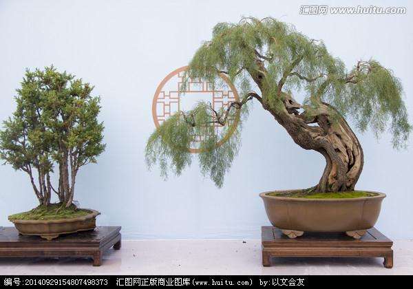 家庭垂柳盆景每二十天施用一次为标准