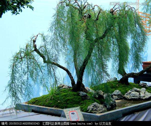 垂柳盆景的栽培技术