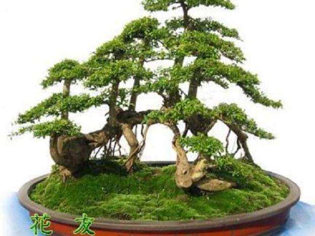 榕树盆景嫩叶枯萎原因