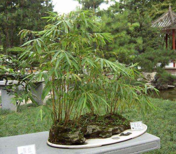 竹的盆景要适时控水和合理整形