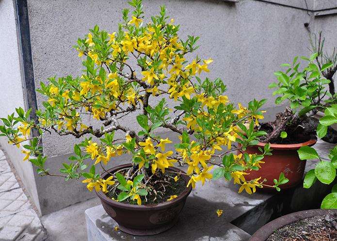 连翘盆景的盆景栽培
