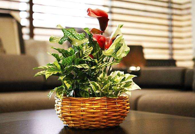 马蹄莲盆景的养护管理