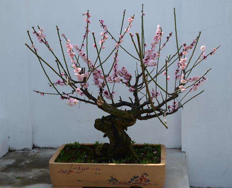 梅花盆景的修剪及换盆
