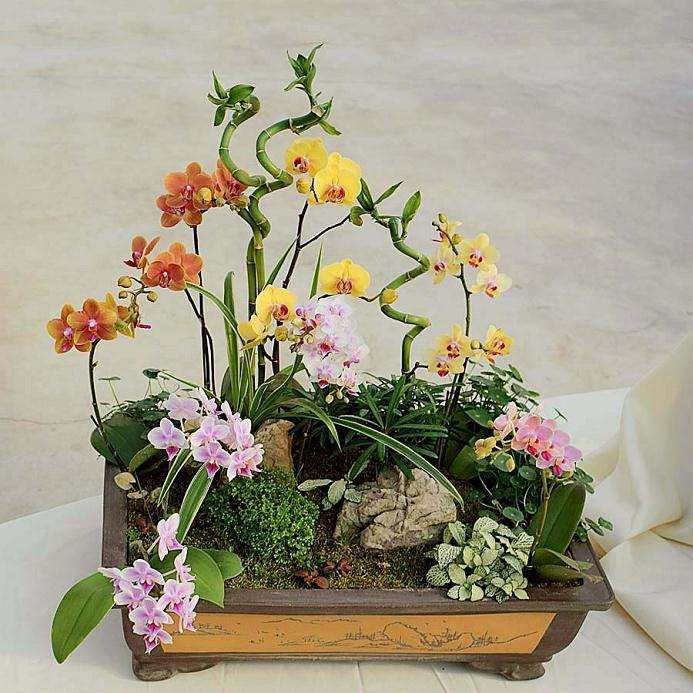 节后盆景怎么栽培养护的方法