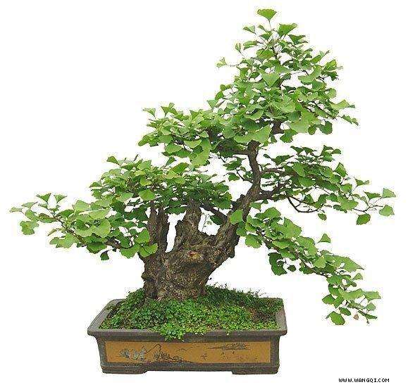仿古银杏盆景怎么培育制作的4个方法
