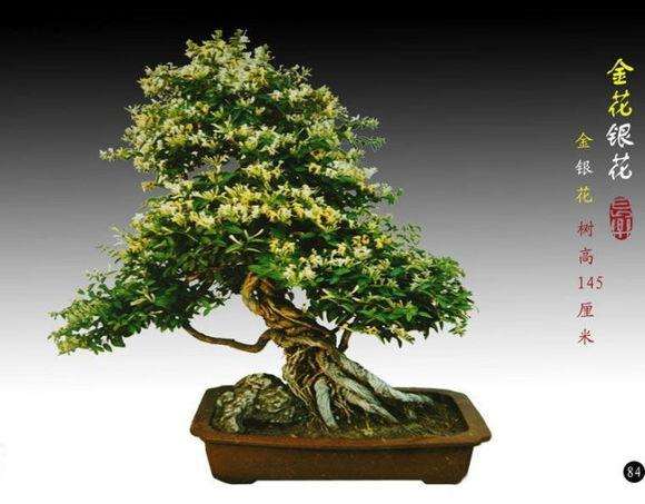 金银花盆景的培育和养护方法