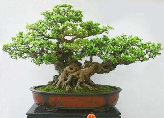 树桩盆景的修剪和蟠扎