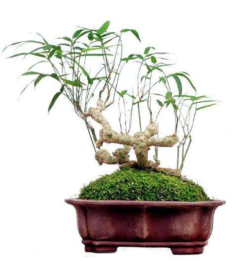 树桩盆景非正常落叶的6个原因