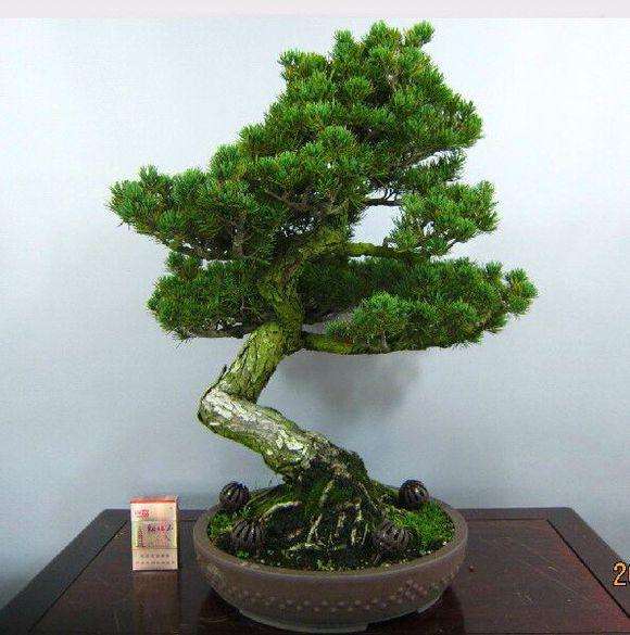 五针松盆景的制作和养护