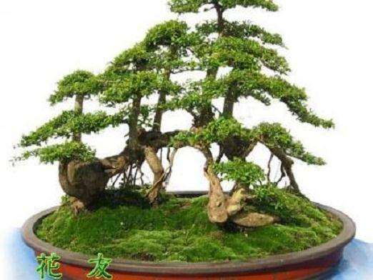 树桩盆景是否需要翻盆换土的判断?