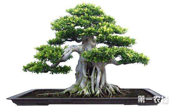 选择树桩盆景植物桩树的有哪些要求?