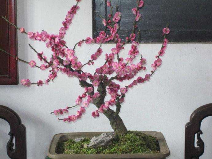 梅花盆景的嫁接、扦插、压条技术