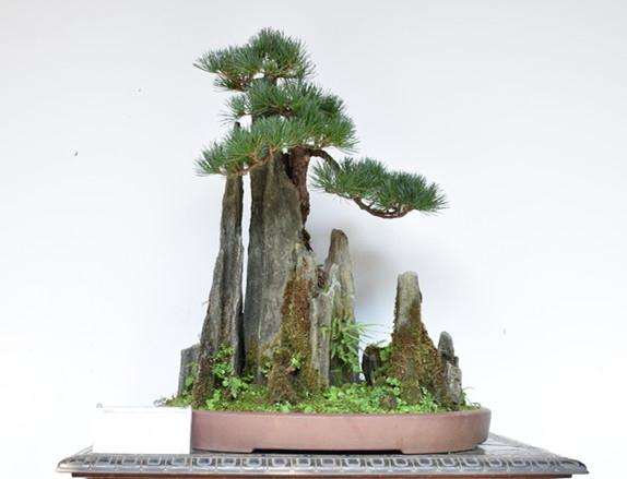 树桩盆景浇水注意事项