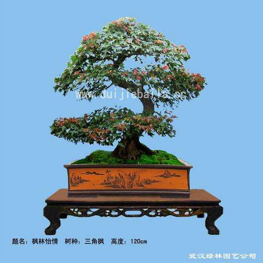 树桩盆景造型加工方法