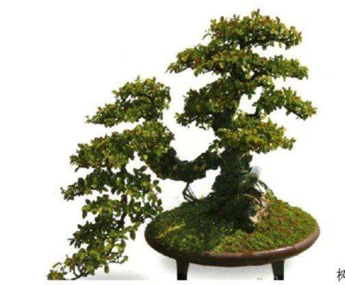 制作树桩盆景时的树干弯曲措施