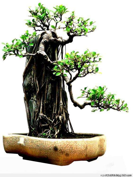 树桩盆景施肥的必要性与方法 