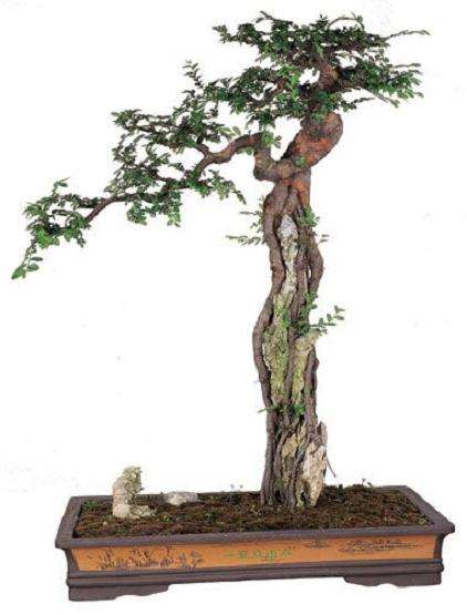 制作悬崖式榕树盆景的方法