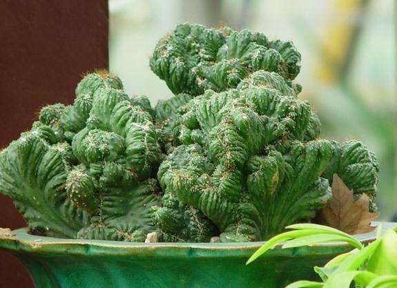 山影拳盆景制作