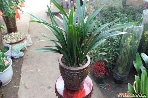 墨兰盆景的家庭养护