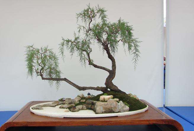 柽柳盆景要如何整形