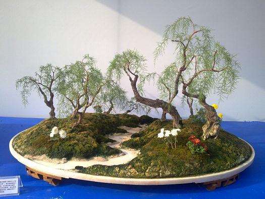 正阳县计生委为帮扶计生户学习盆景忙致富