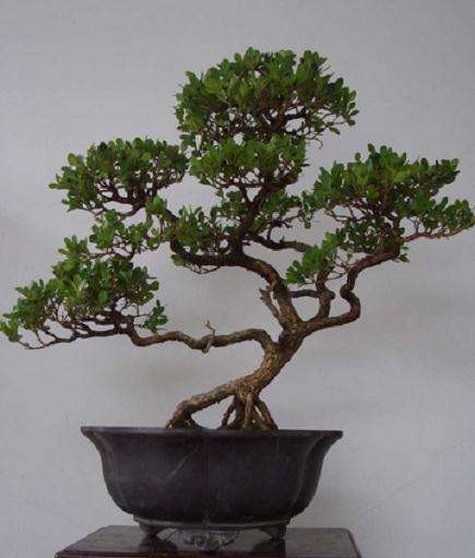 矮紫薇盆景的培植与应用